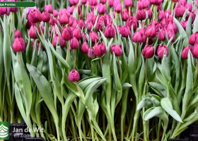 Tulipa Pontiac ® (1)